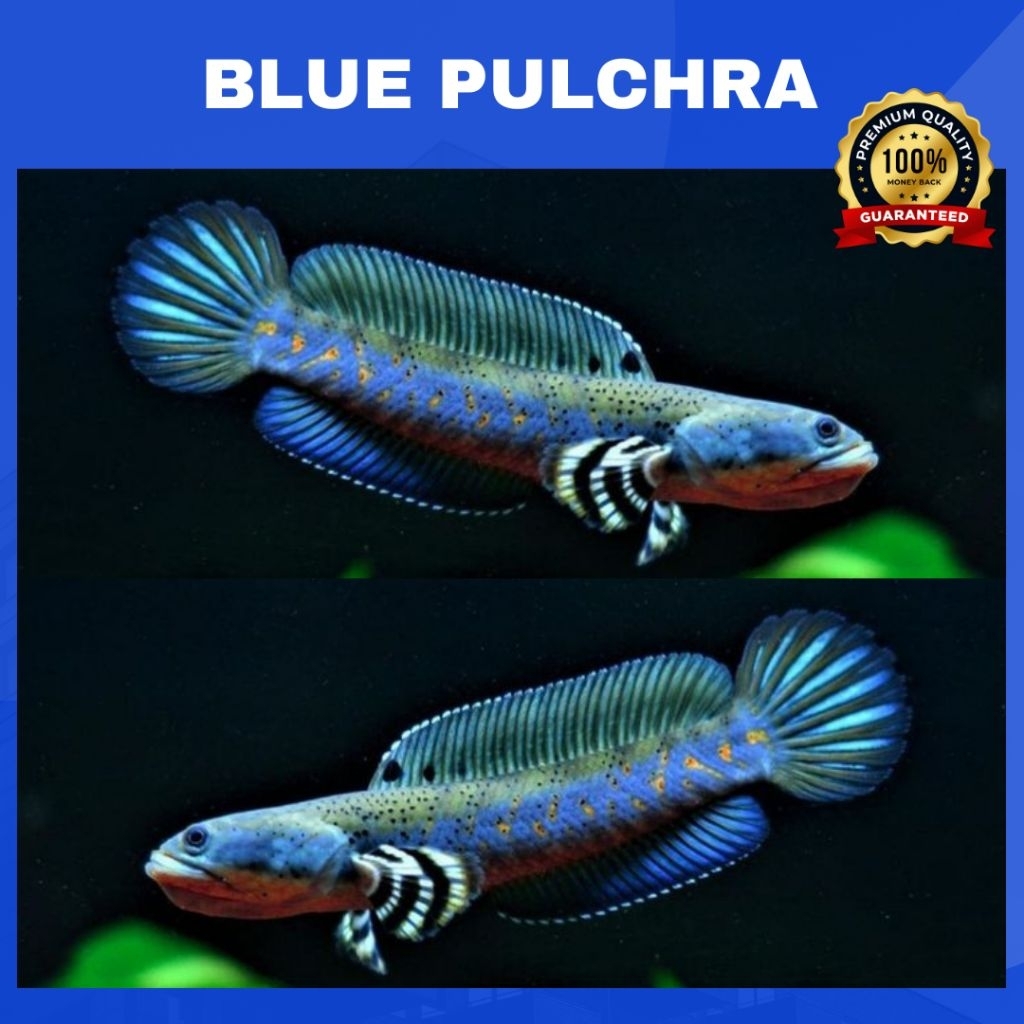 Koleksi | Blue Pulchra Full Dot Yellow Spot | SINGLE TANK - BEST SORTIRAN | Snakehead - Channa Berku