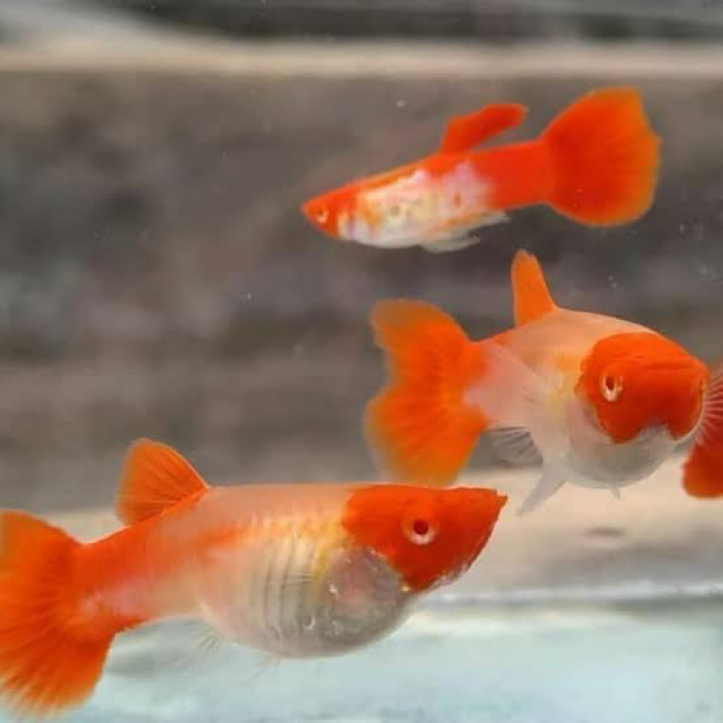 guppy ALBINO KOI RED EAR