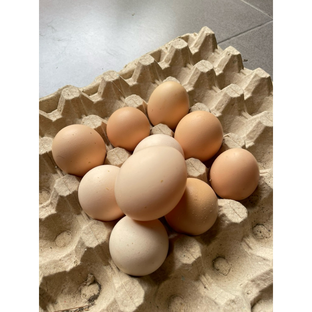 

Telur Fertil Merawang