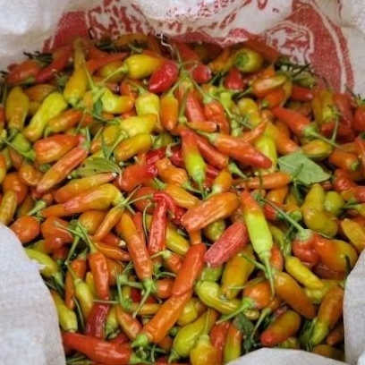 

PROMO Cabe/Cabai Rawit Merah Pedas (Cengek) Ukuran 1kg
