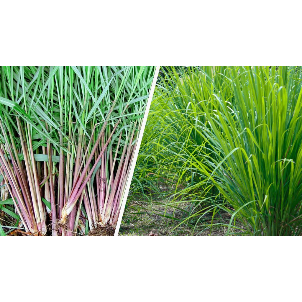 Murah Serai Wangi Segar / Serai Merah Segar / Sereh Wangi Segar Alami