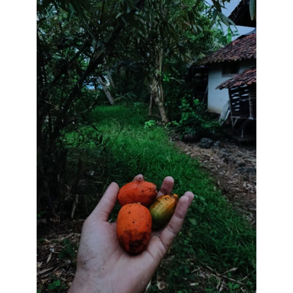 

Buah Pinang Asli Segar & berkualitas, cocok untuk jamu, sirih pinang, dan herbal tradisional. Ready stok. Harga terjangkau Pesan sekarang, kirim seluruh Indonesia