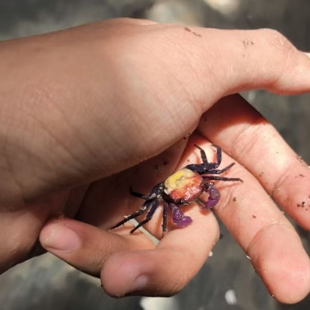 kepiting hias vampire carnaval / kepiting tricolor / kepiting hias / vampir / vampire crab / kepitin