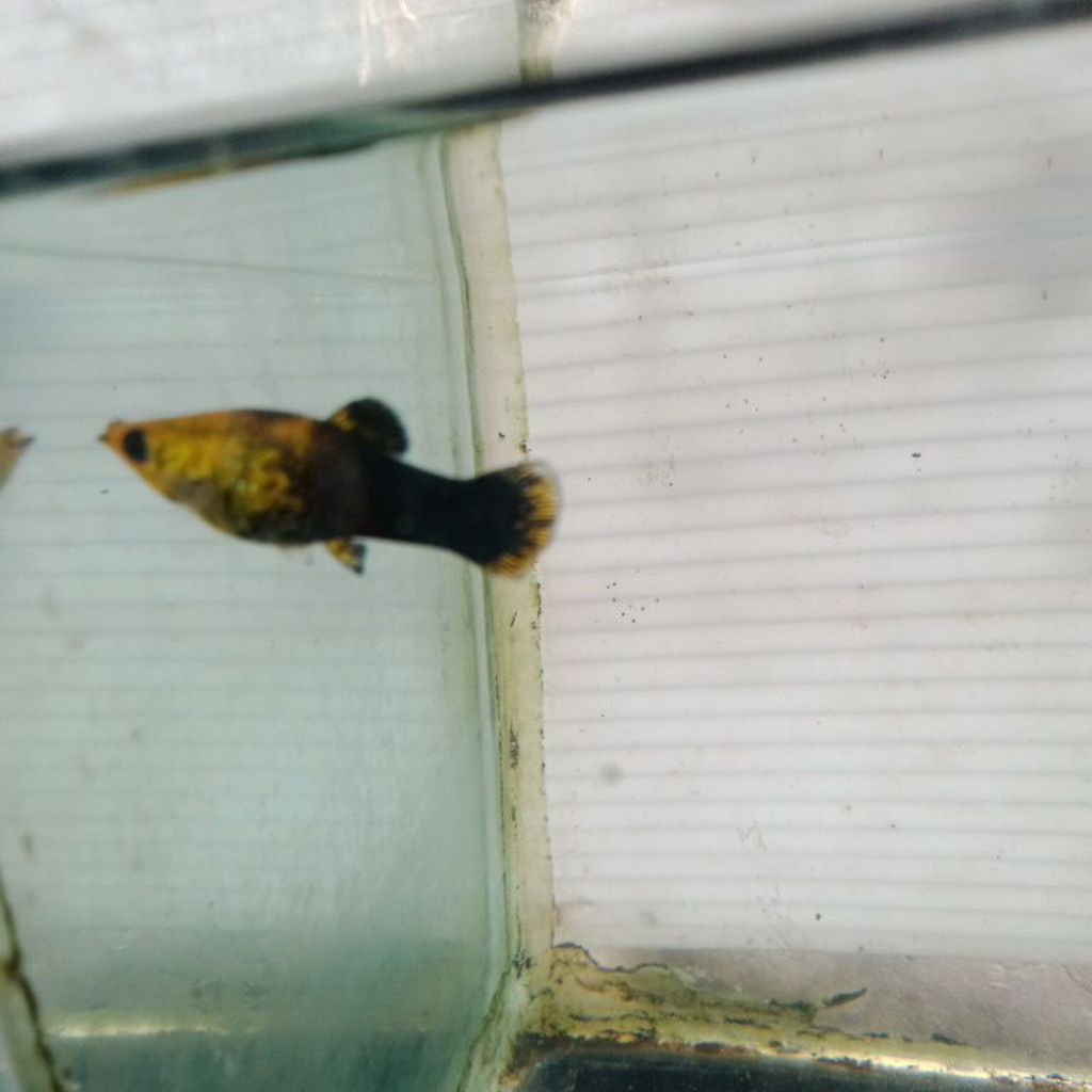 

ikan moly golden black