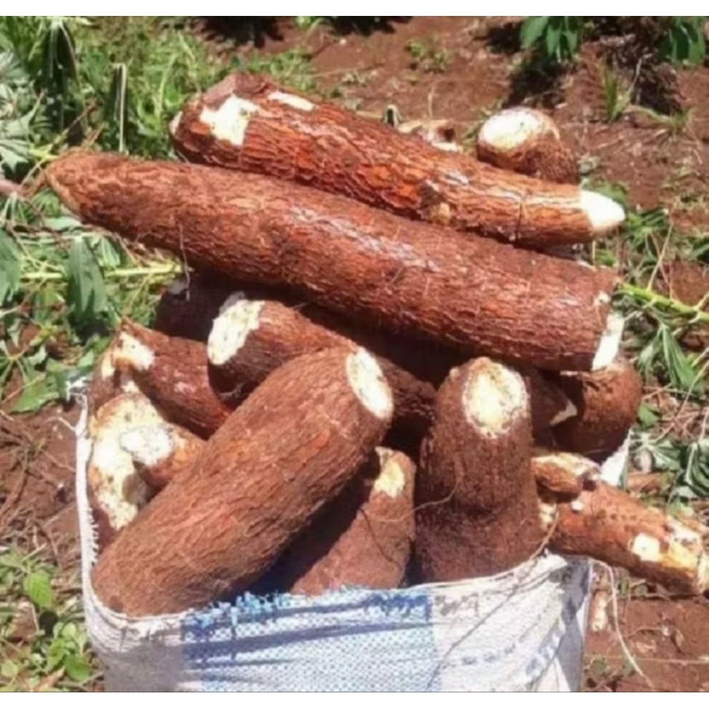 singkong mentega 1kg / singkong kuning mentega segar fresh...