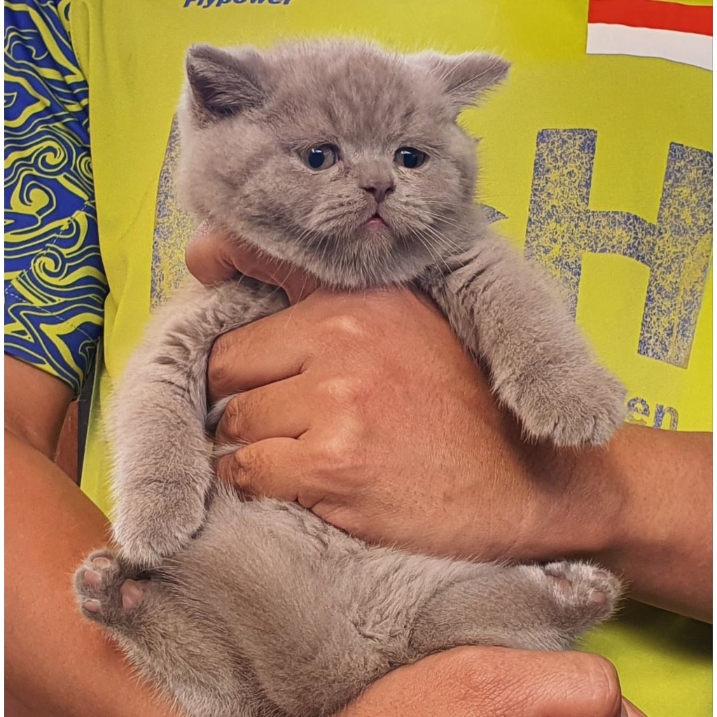 British Short Hair Pure