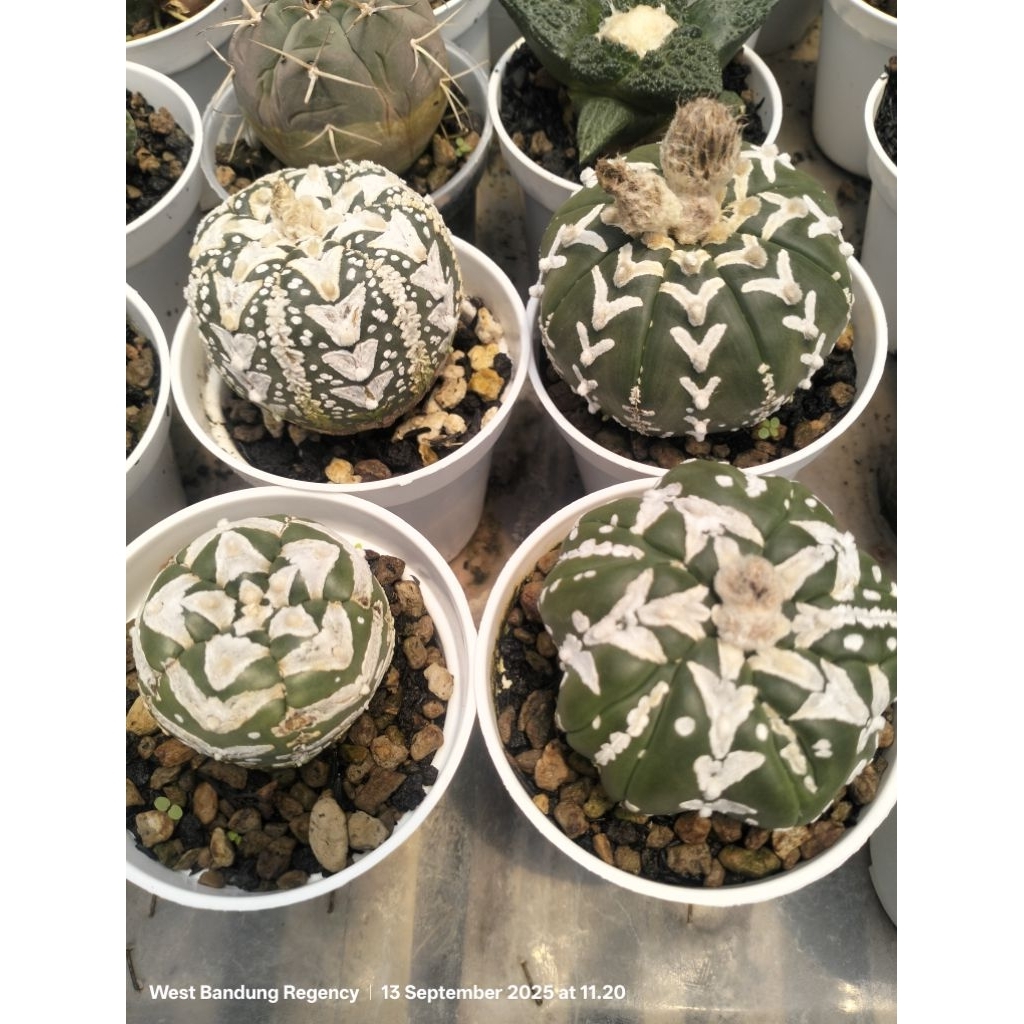 astrophytum asterias V type