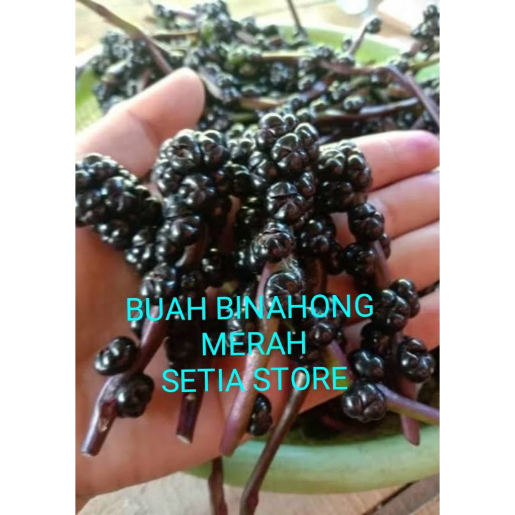 

BUAH BINAHONG MERAH /BIJI BUAH BINAHONG SEGAR "SETIA STORE