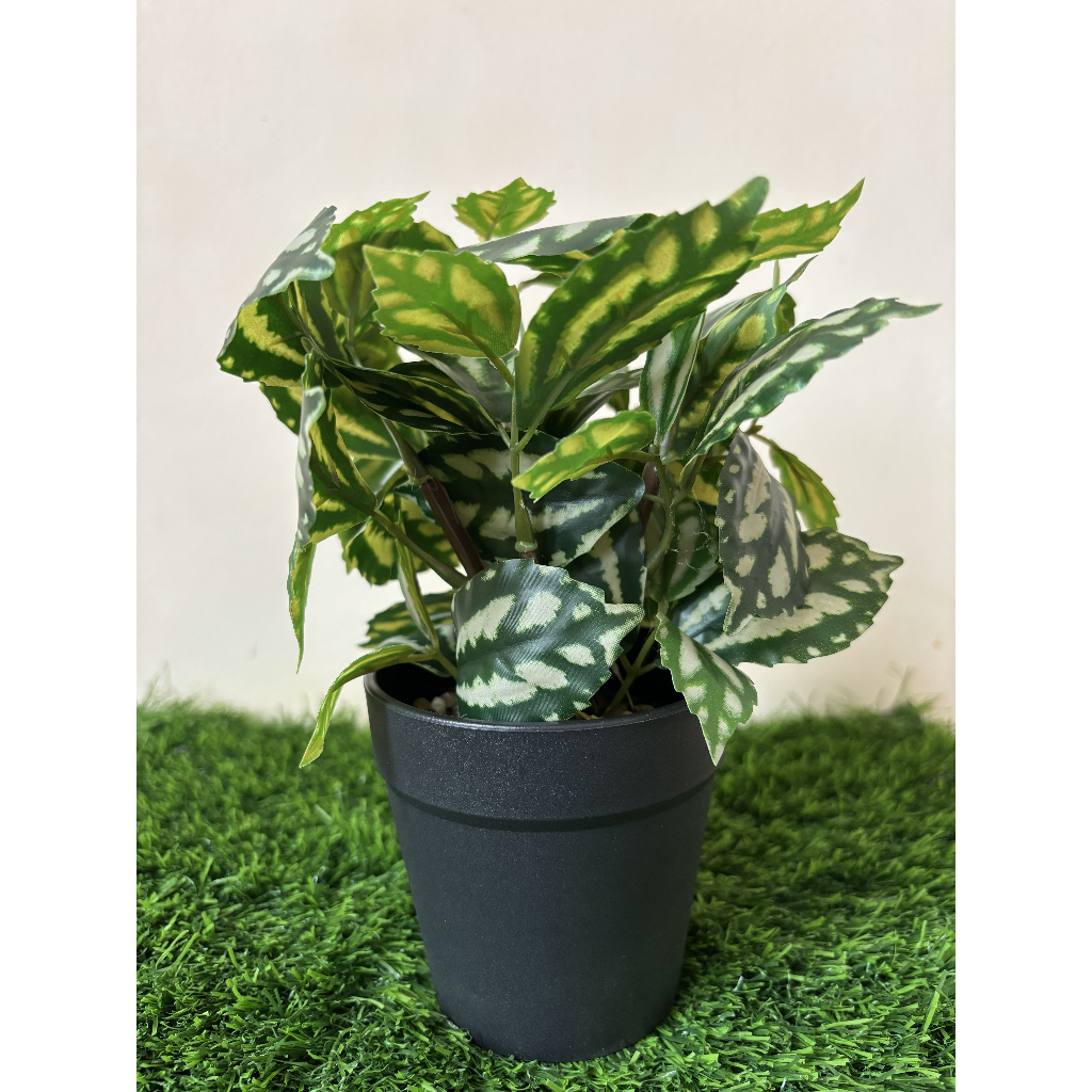 BONSAI LATEX JUMBO HIJAU GARIS POT PLASTIK COCOK UNTUK HIASAN