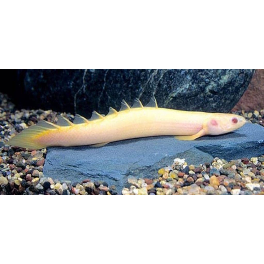 koleksi aquarium palmas 10-15cm berkualitas