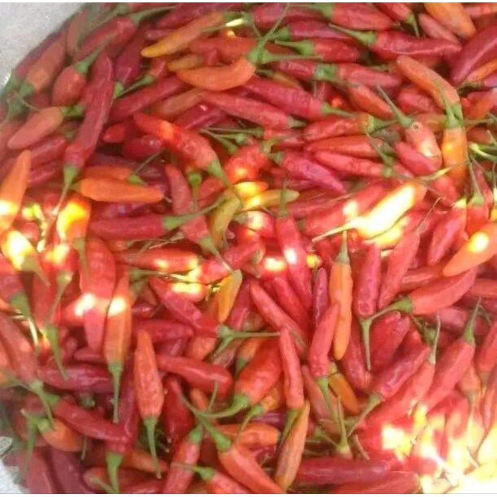 Harga cabe merah 1 kg Terbaru Jul 2026 | BigGo Indonesia