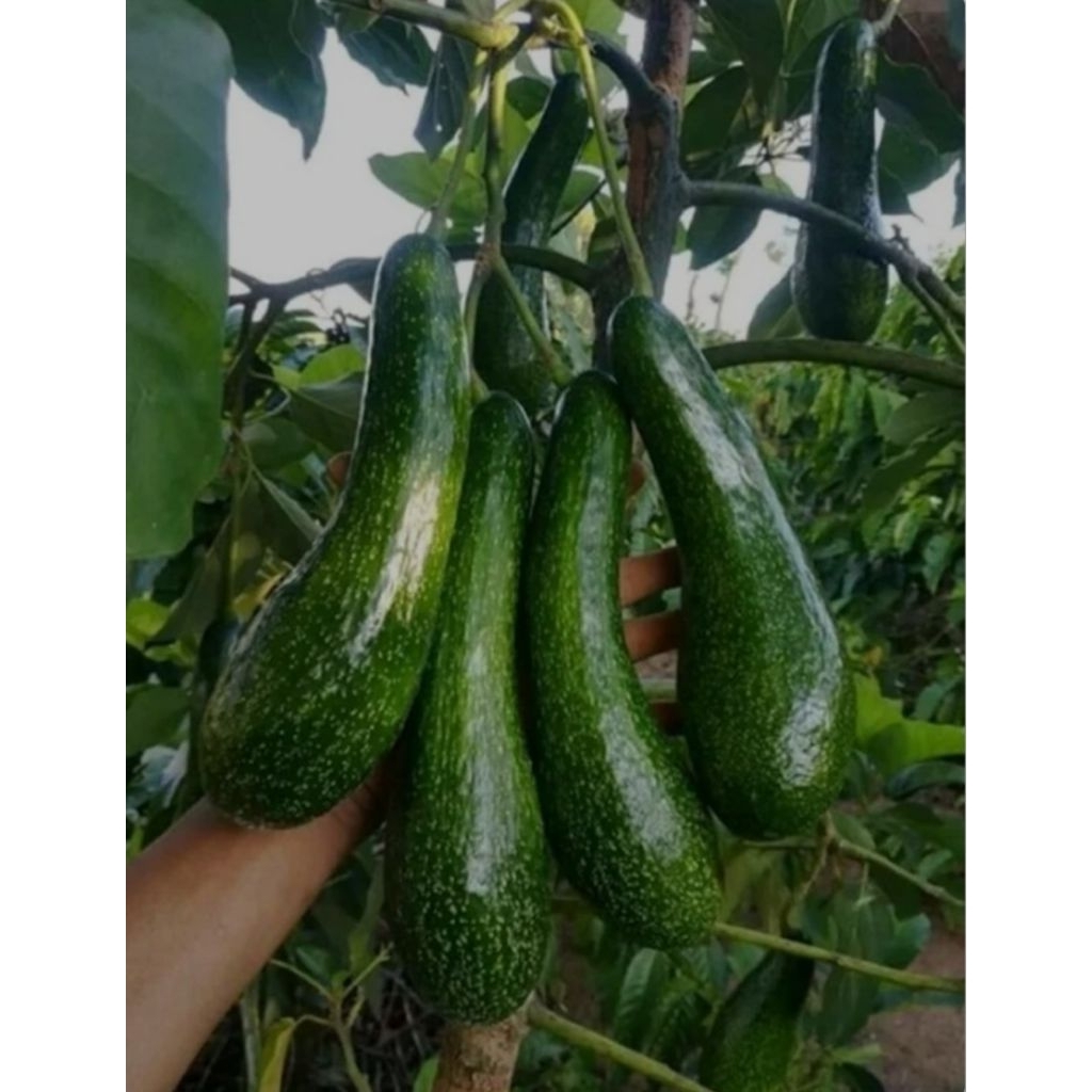 bibit alpukat kelud bibit alpukat kelud super jumbo hasil okulasi