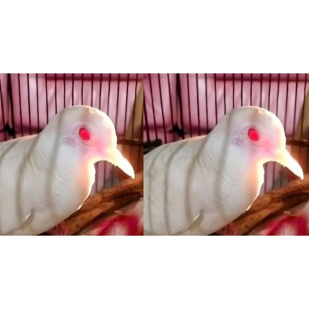 

Telur perkutut putih mata merah albino fertil siap tetas