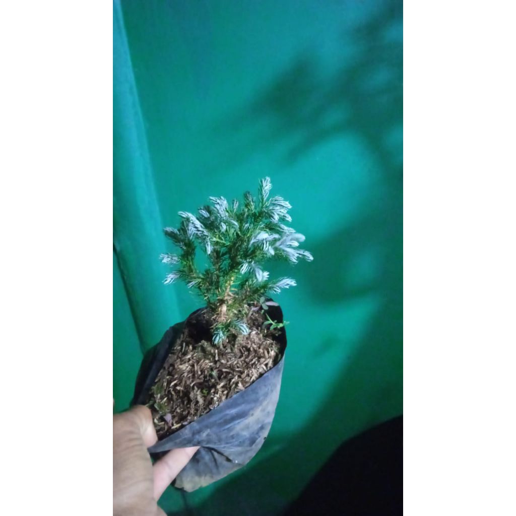 bahan bonsai cemara perak/cemara salju