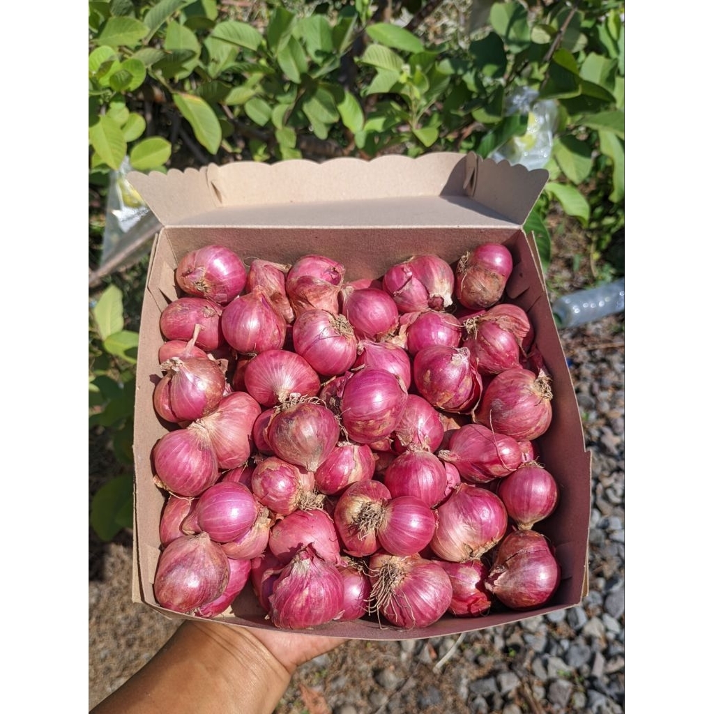 

Bawang Merah Bima Ukuran Besar Semua 500 Gram