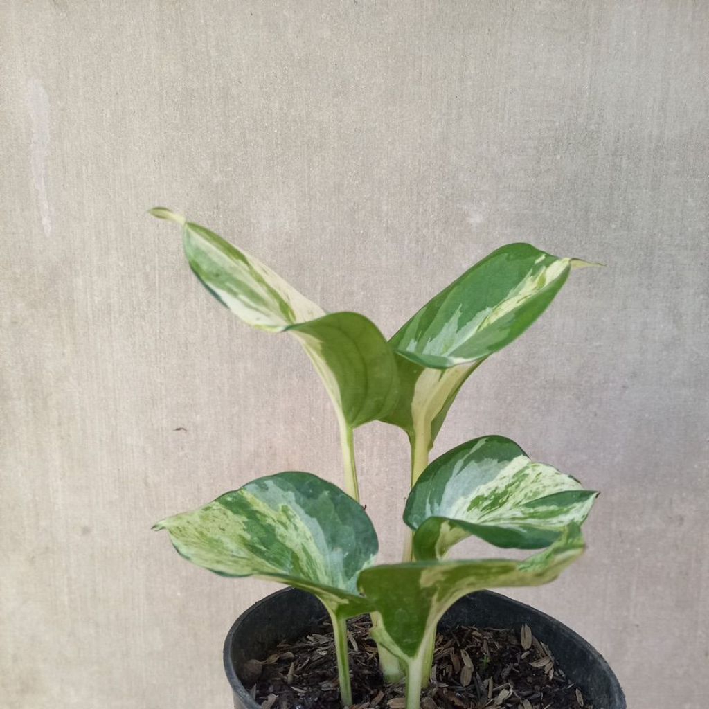 Tanaman Hias Sirih Manjula Koin Daun Ekonomis