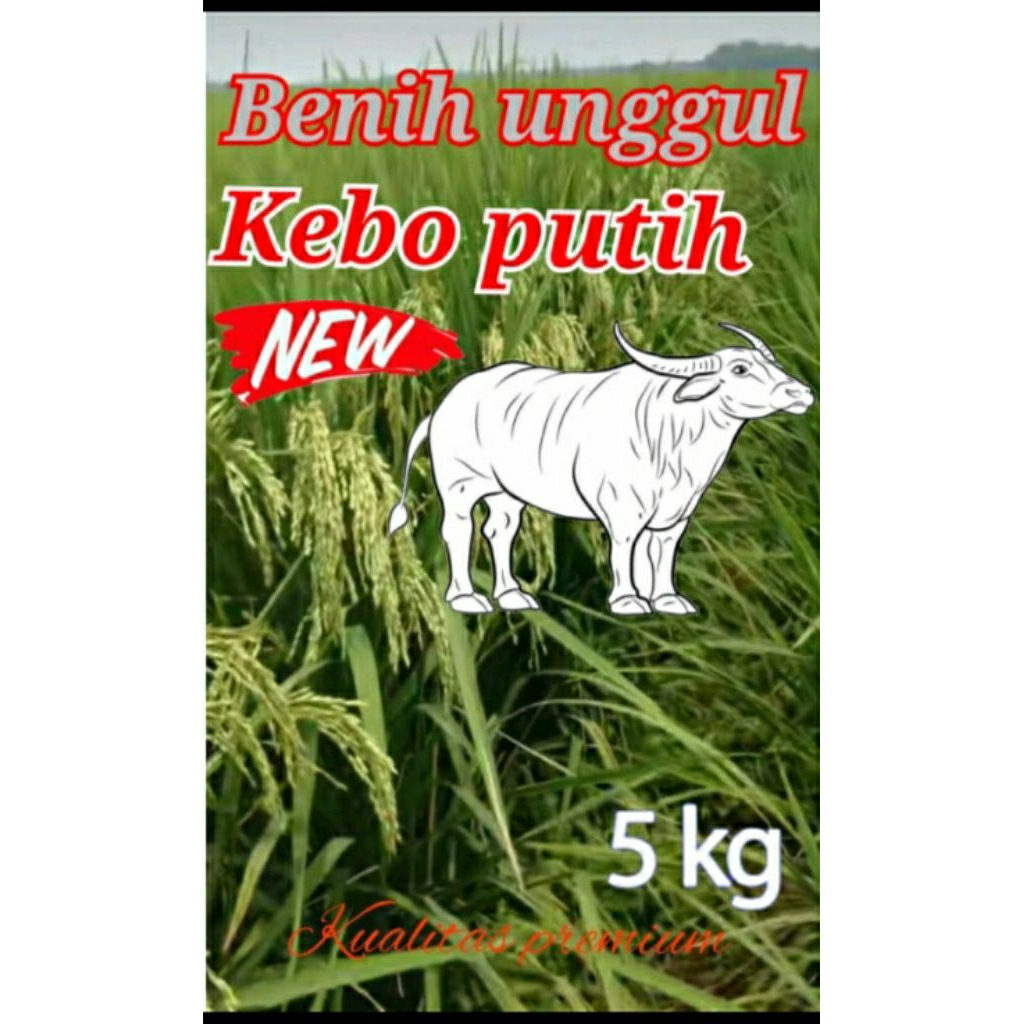 benih padi unggul KEBO PUTIH ORIGINAL