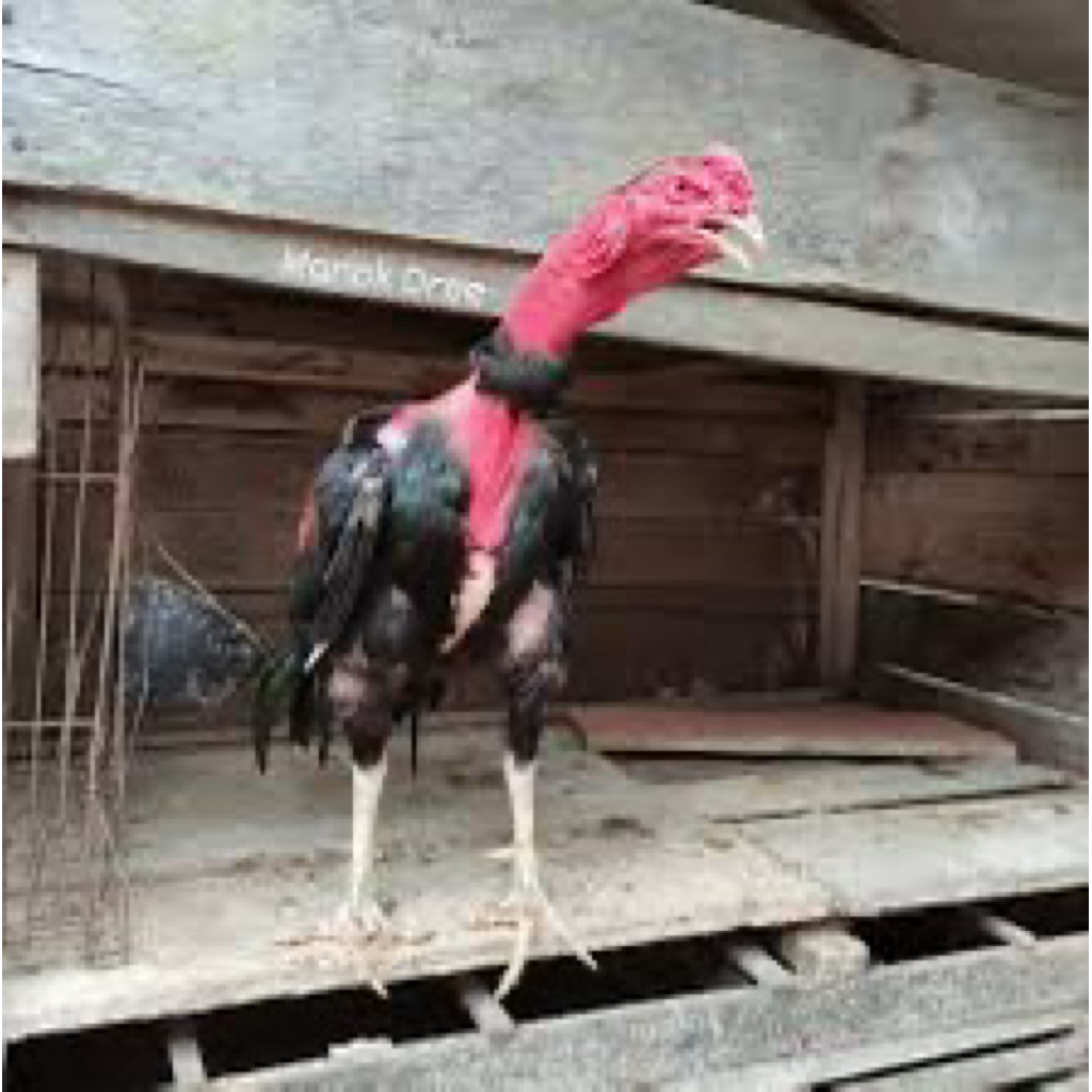 TELUR FERTIL AYAM SAIGON UNTUK DITETASKAN