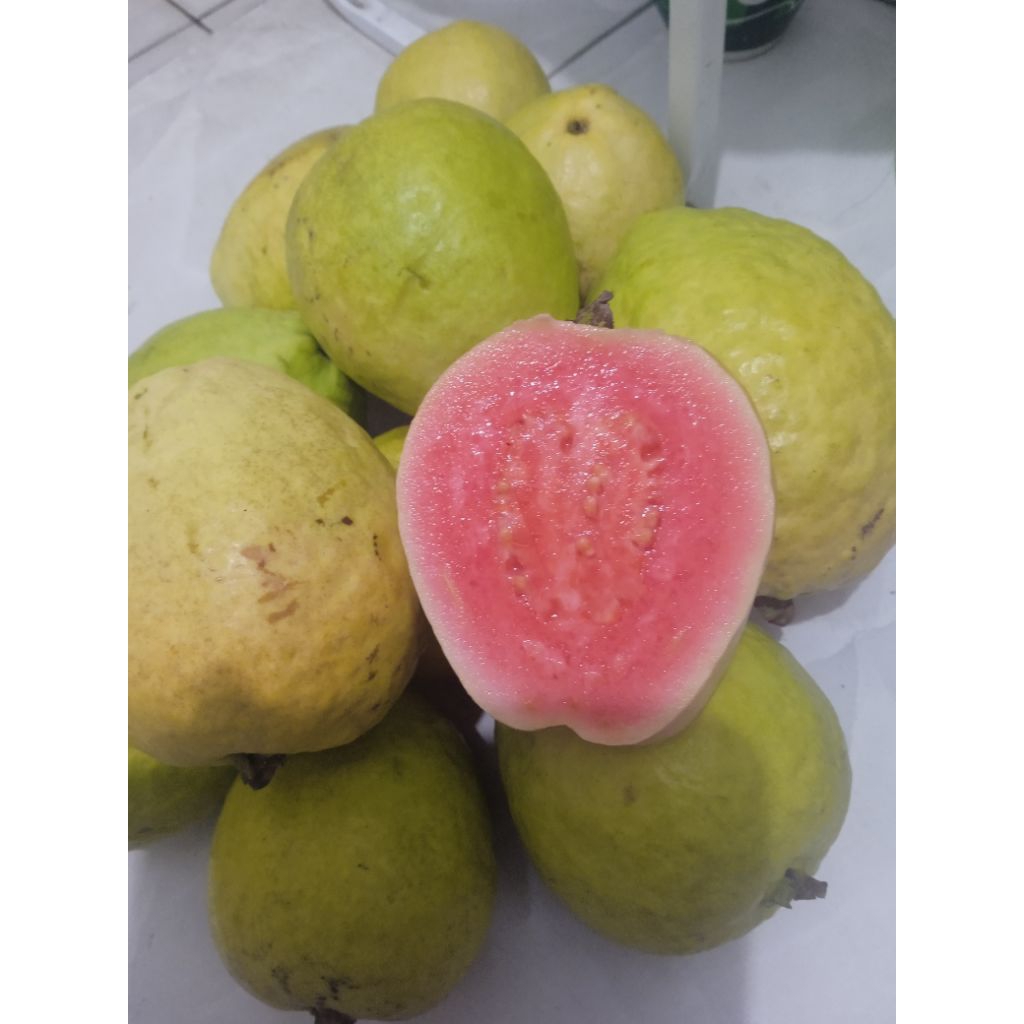 

TERMURAH‼️.... BUAH JAMBU 1 KG FRESH