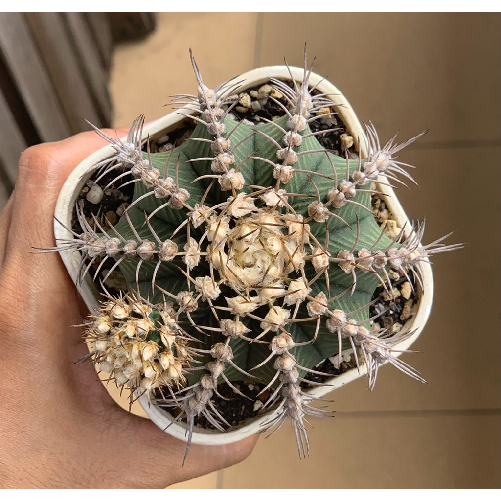 Gymnocalycium LB jumbo hybrid bulu kaktus gymno vos014 rare black skin original ori kaktus tanaman h