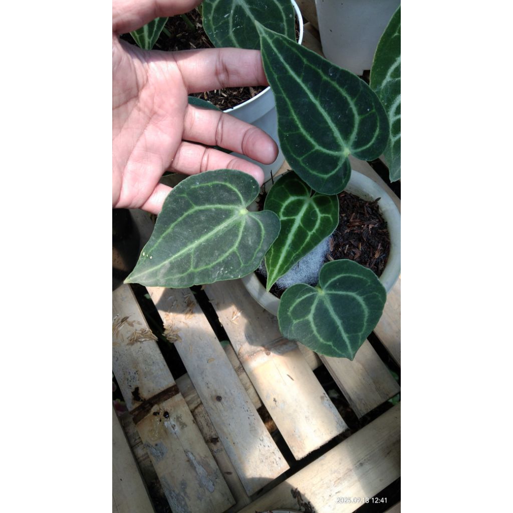 anthurium clarinervium