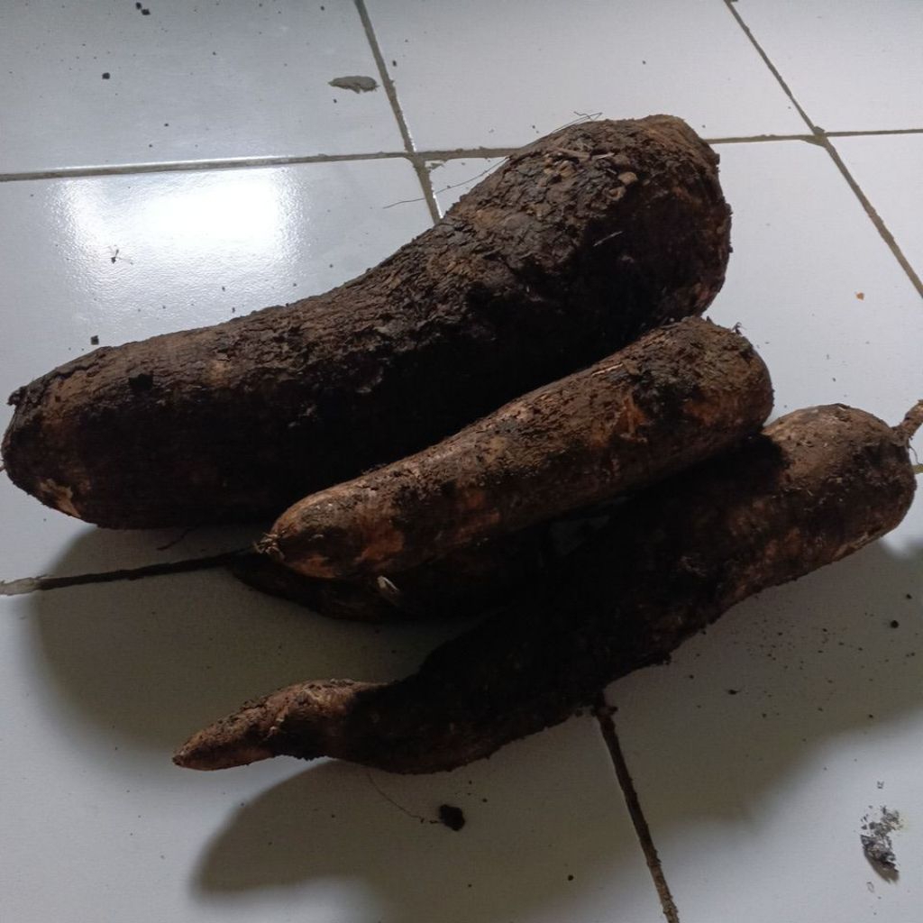 

singkong sampe umbi samrreng 1 kilo langsung dari pertanian