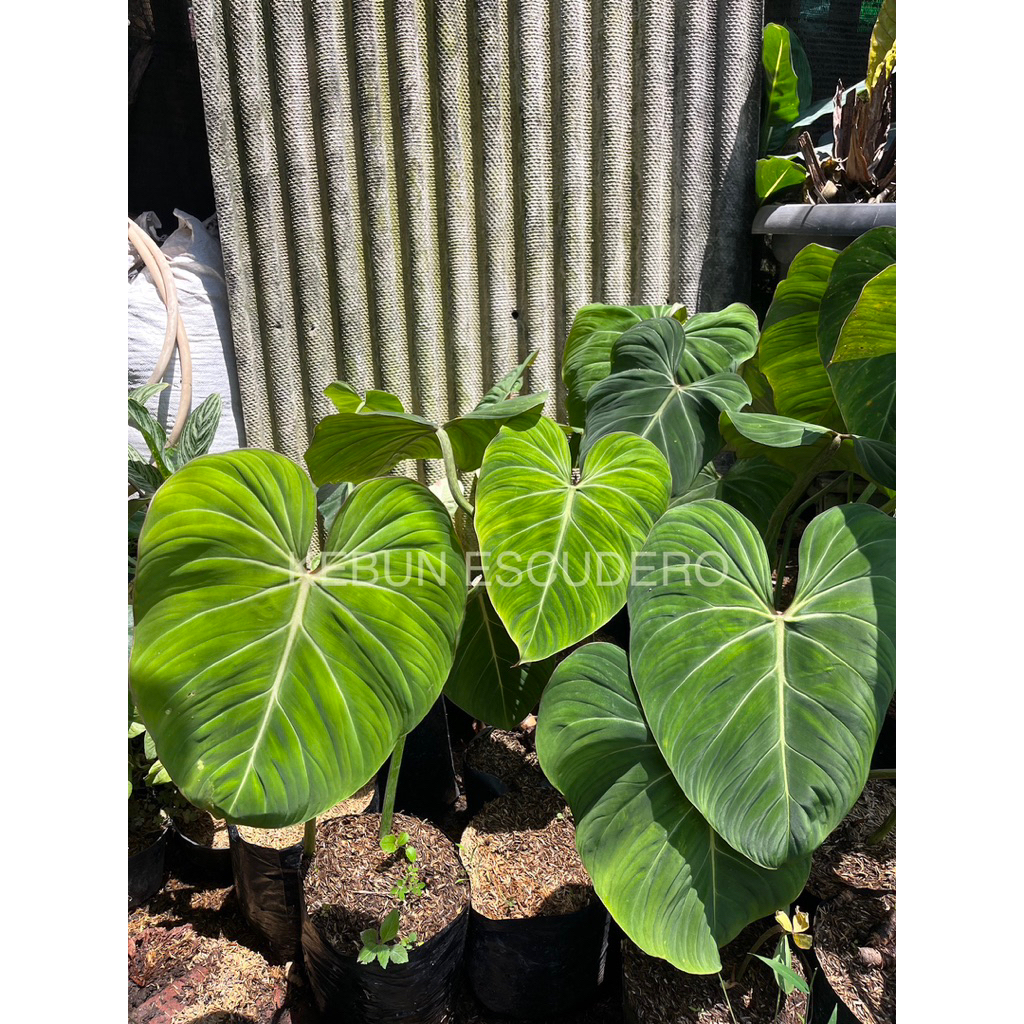 Philodendron Gloriosum - Tanaman Hias Gloriosum - Tanaman Philodendron Gloriosum Daun Besar