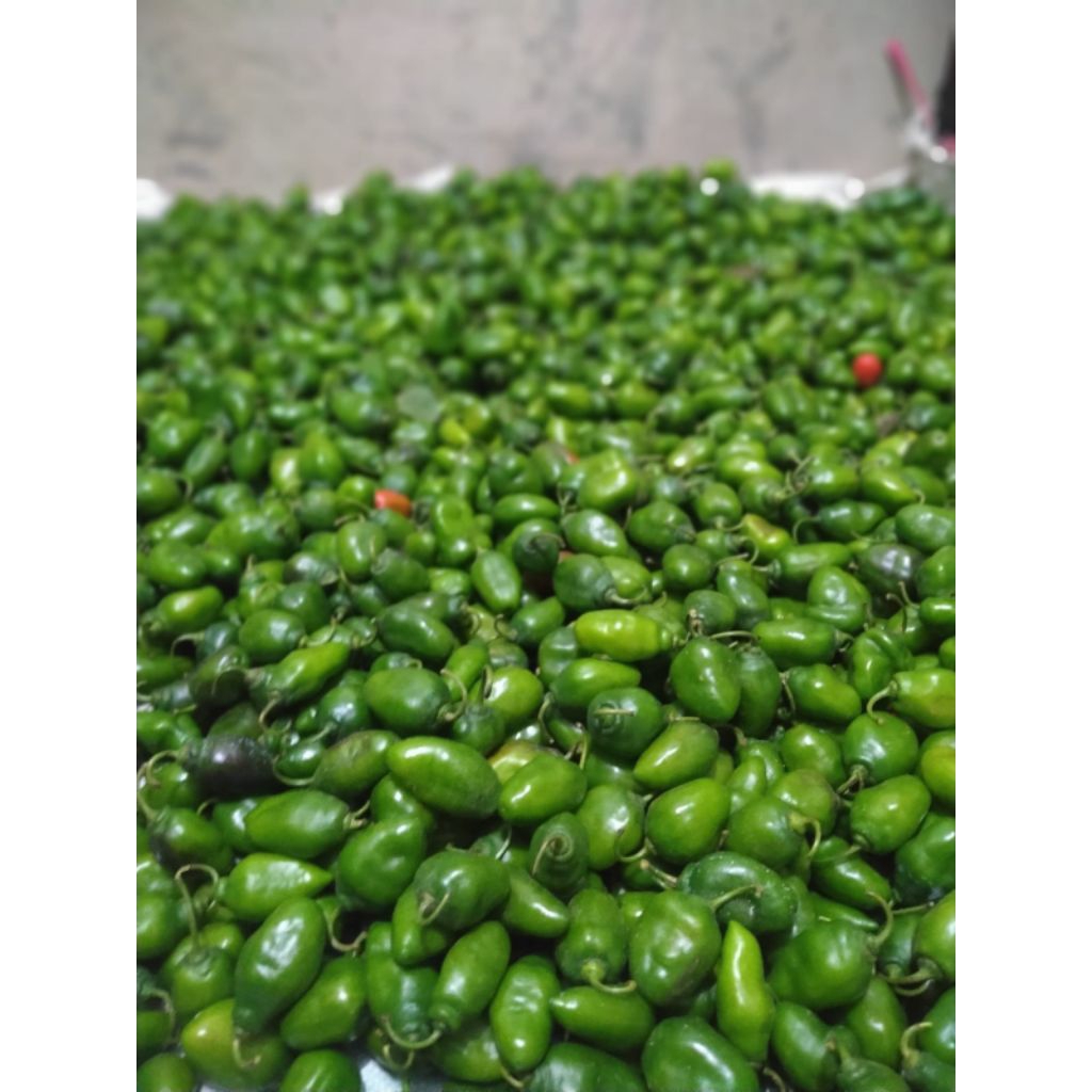 

Cabe gendot 1kg segar , besar dan berkualitas..