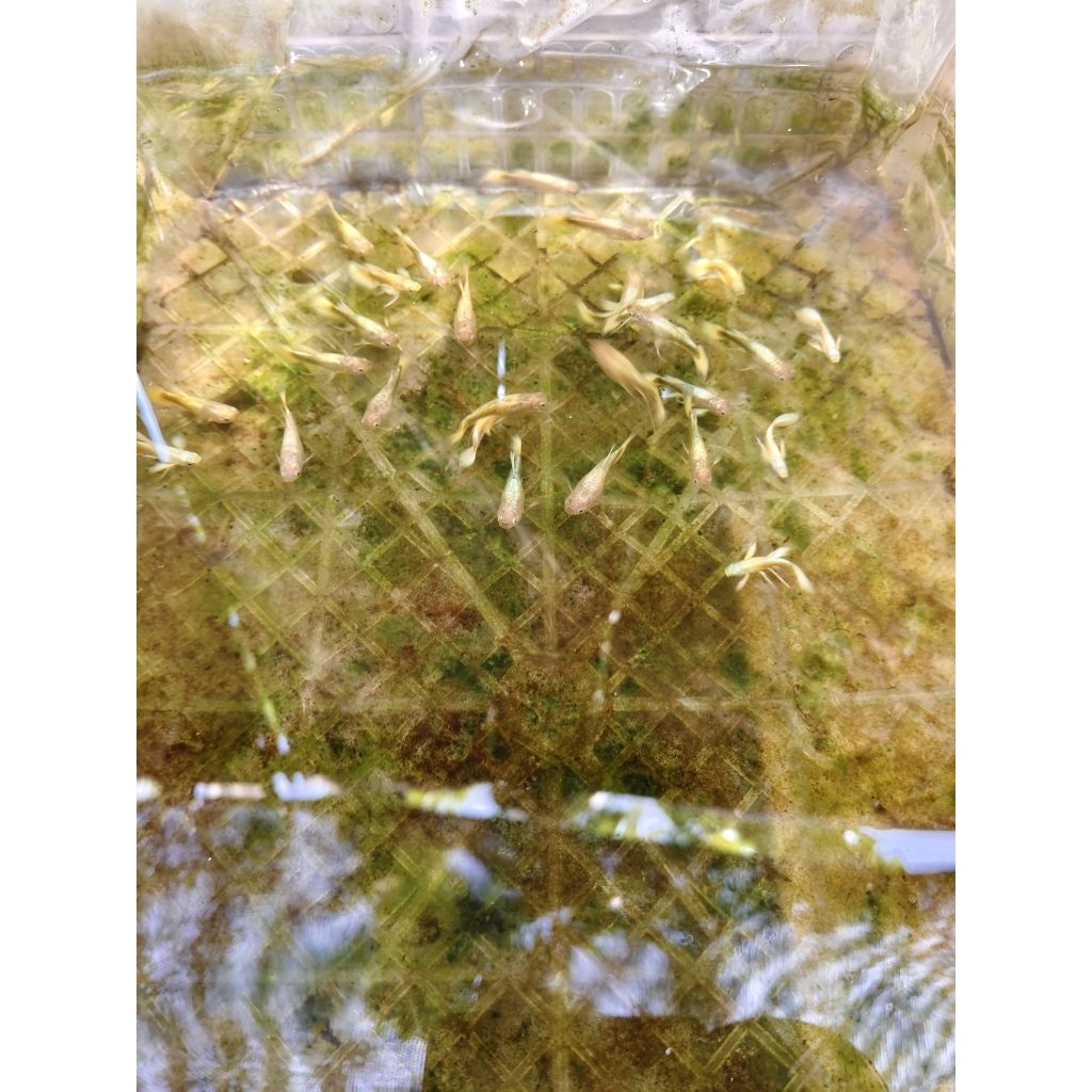 guppy full gold ribbon