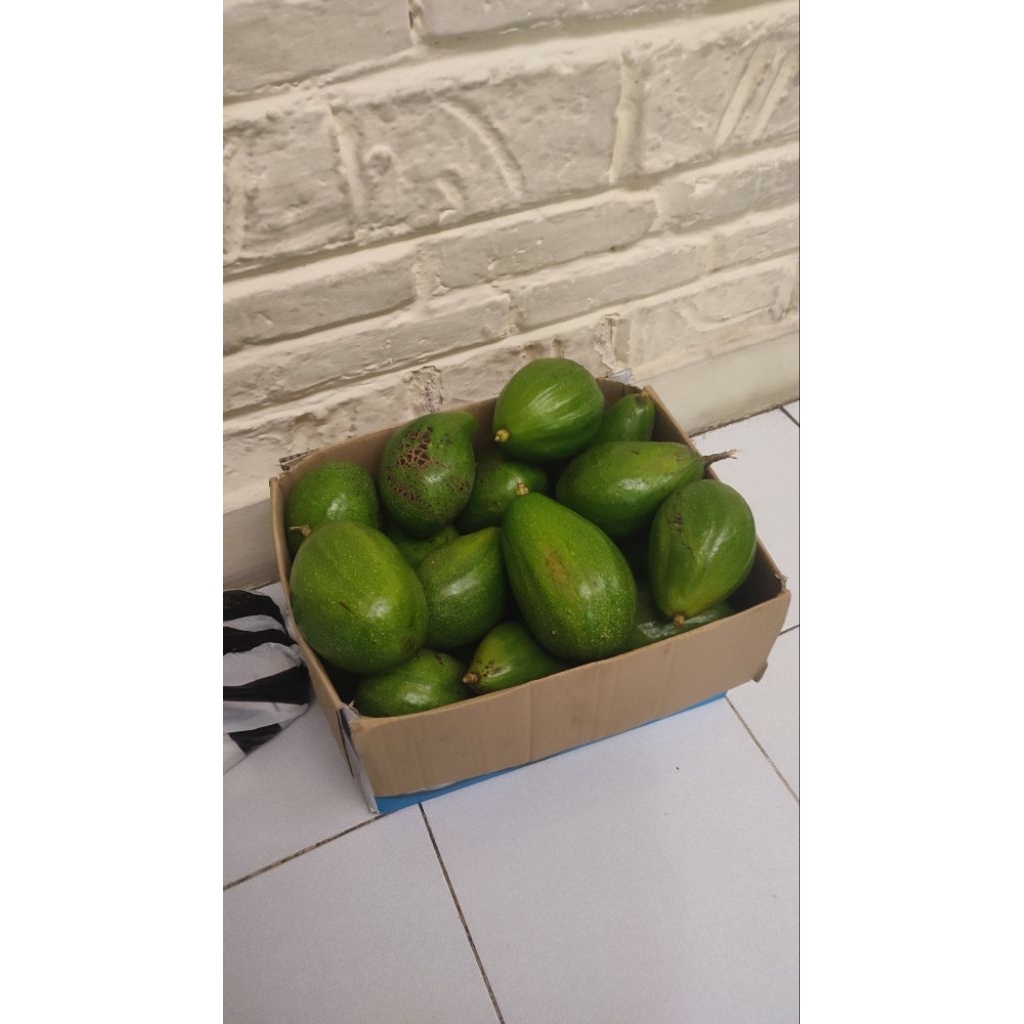 

Link CO Alpukat Aligator