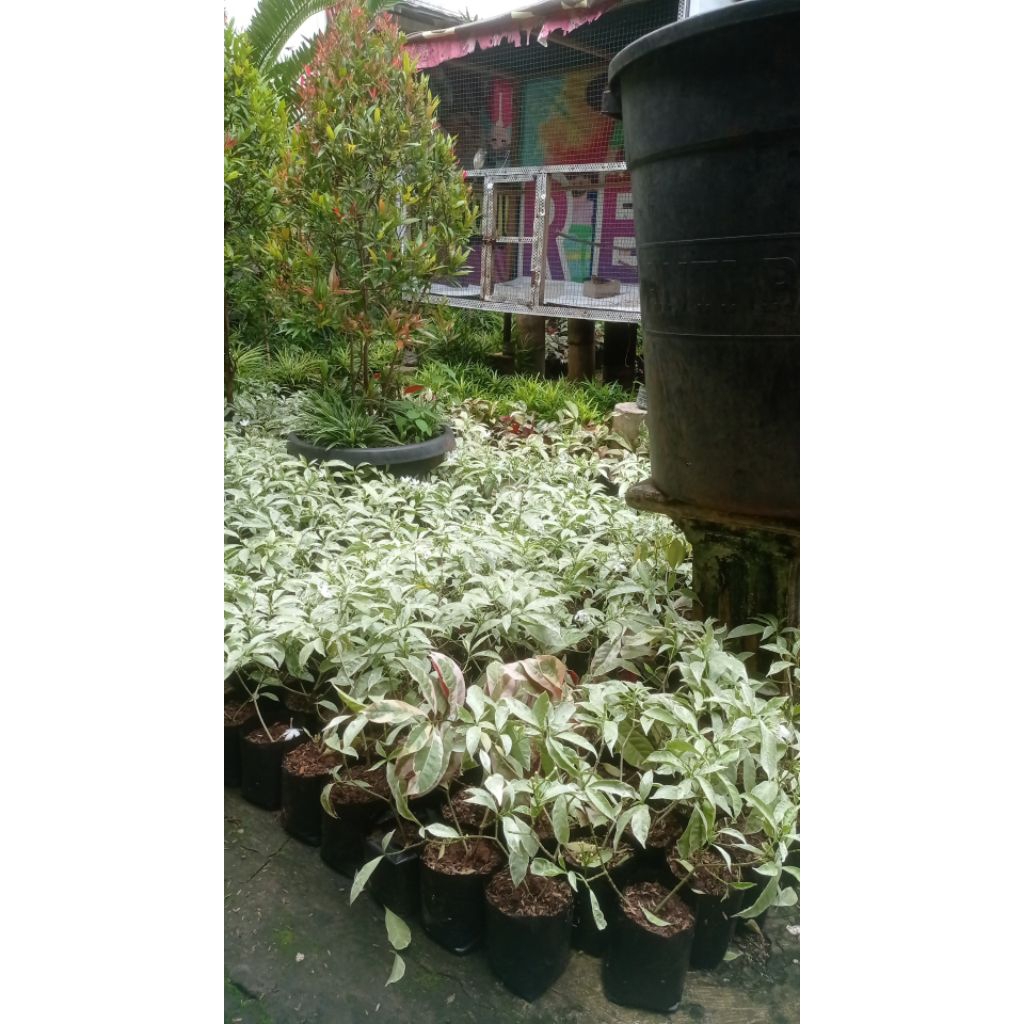 tanaman hias gardenia