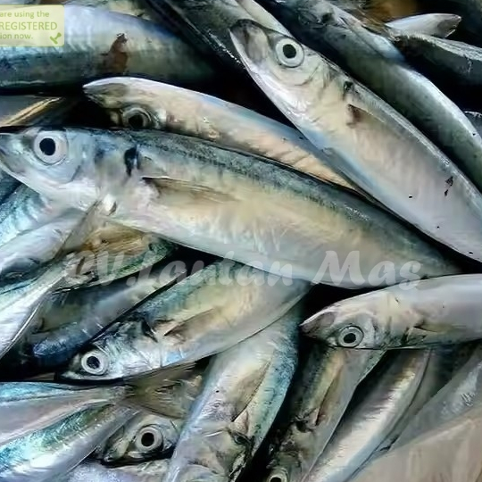 

Ikan Salem Layang Baby 1Kg Ikan Salem Layang kecil Ikan Layang Ikan Salem Ikan Cue Segar