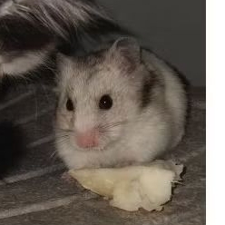 hamster syrian lucu jinak sehat murah