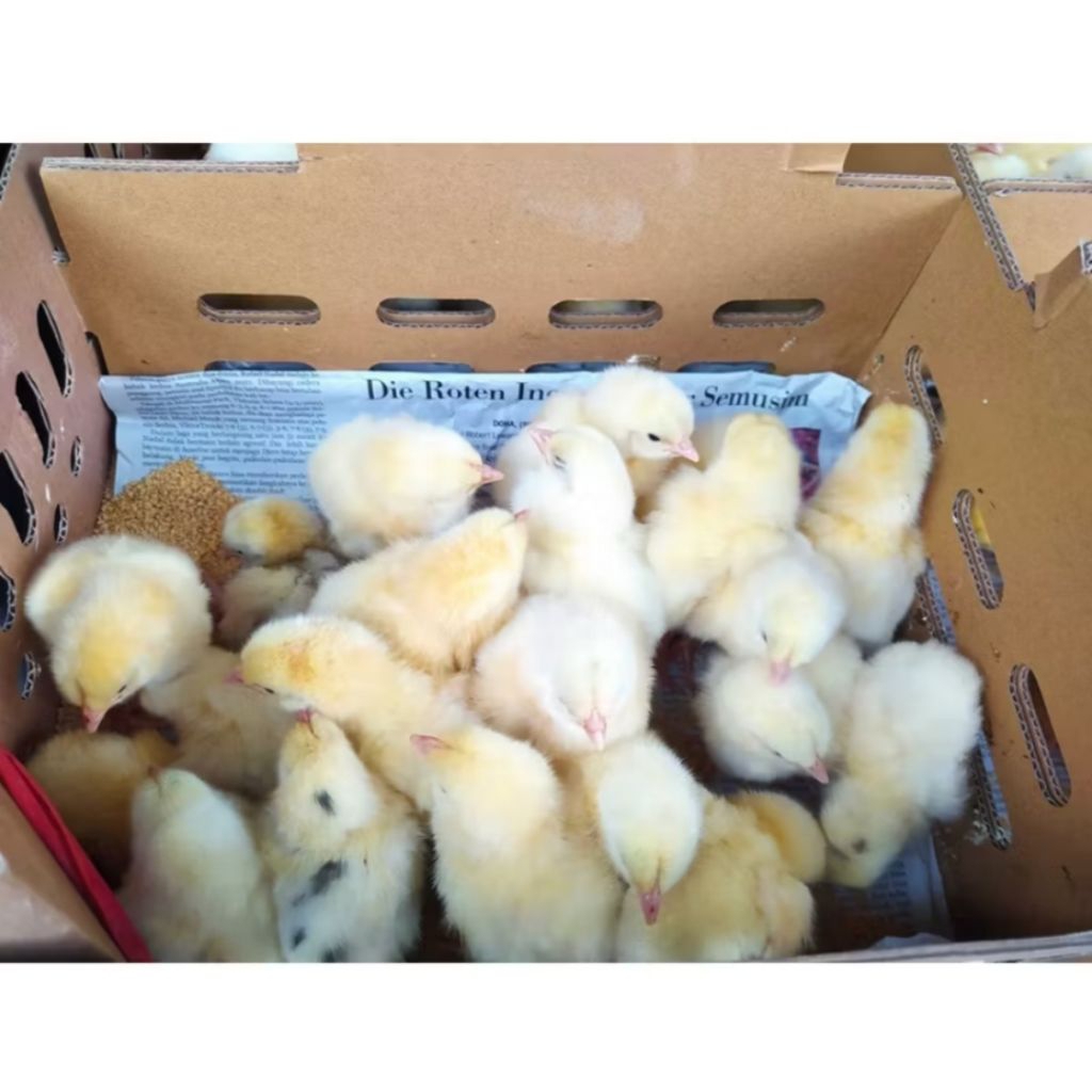 DOC BROILER BOILER ANAK AYAM HIDUP PEDAGING [ISI 5 EKOR]