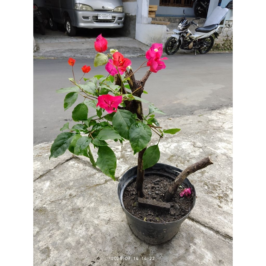 BONSAI BOUGENVILLE ORANGE TERAWAT TANAMAN HIAS BAGUS MURAH BONSAI JADI