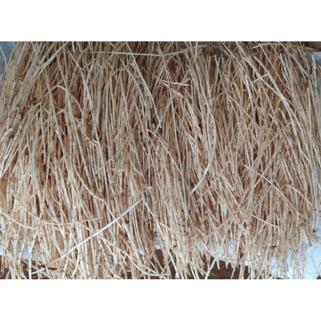 

Akar Alang Alang segar sudah dicuci bersih per 100 gram