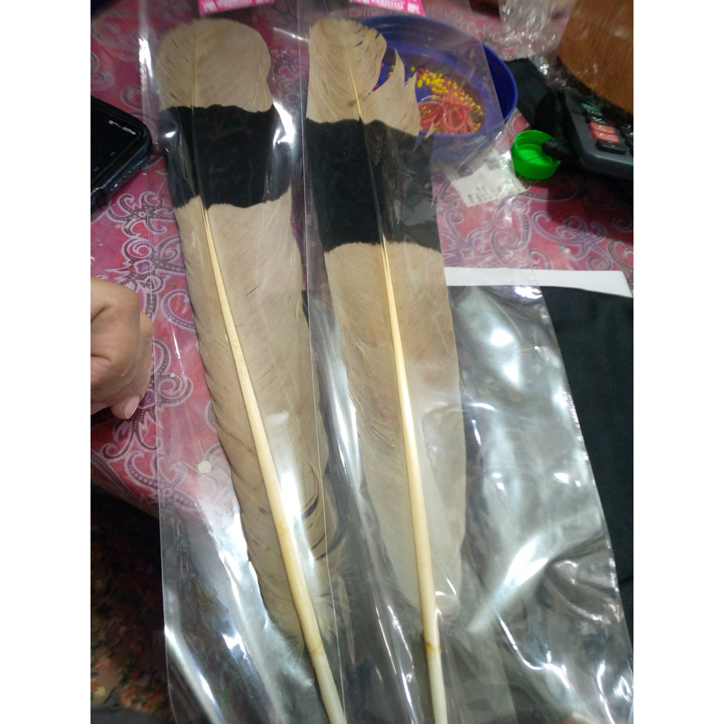 Bulu burung enggang asli | Bulu ekor burung enggang | Bulu burung enggang kalmantan | Aksesoris daya