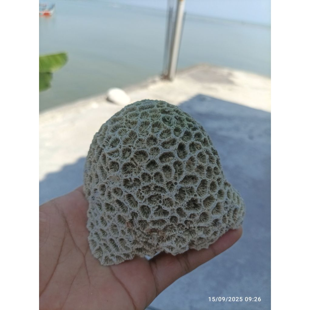 Deadrock batu karang original batu karang laut batu karang akuarium