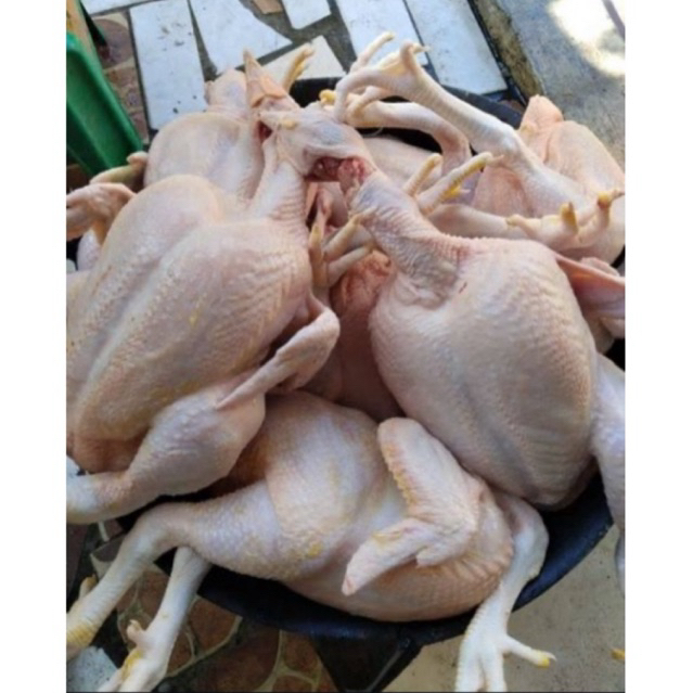 AYAM POTONG SEGAR/ ayam broiler