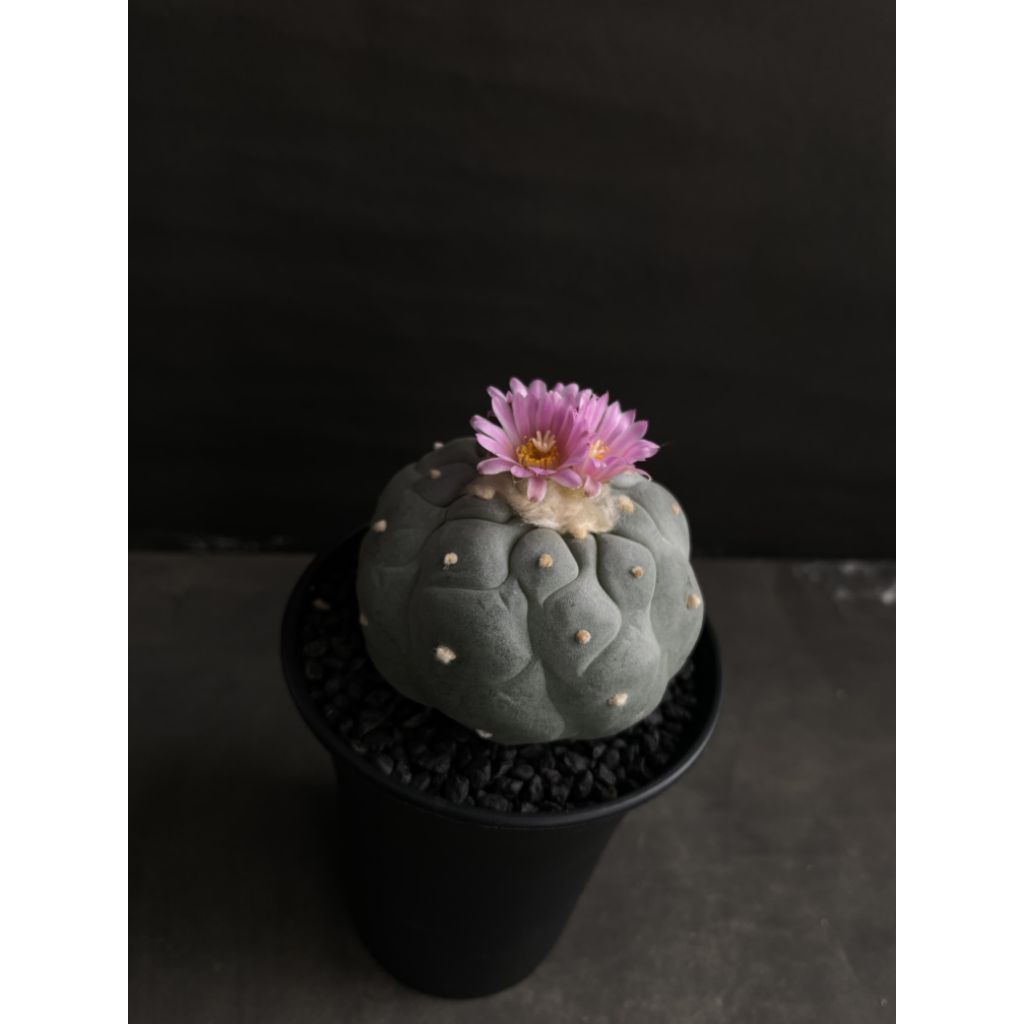 LOPHOPHORA YATAGAI IBO
