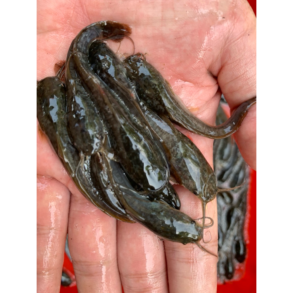 Bibit Lele Paket 100 Ekor (Ukuran 5-7 Cm)