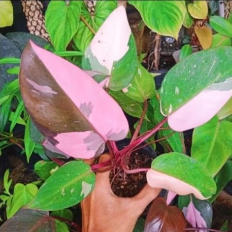 Philodendron Pink Princess Marble