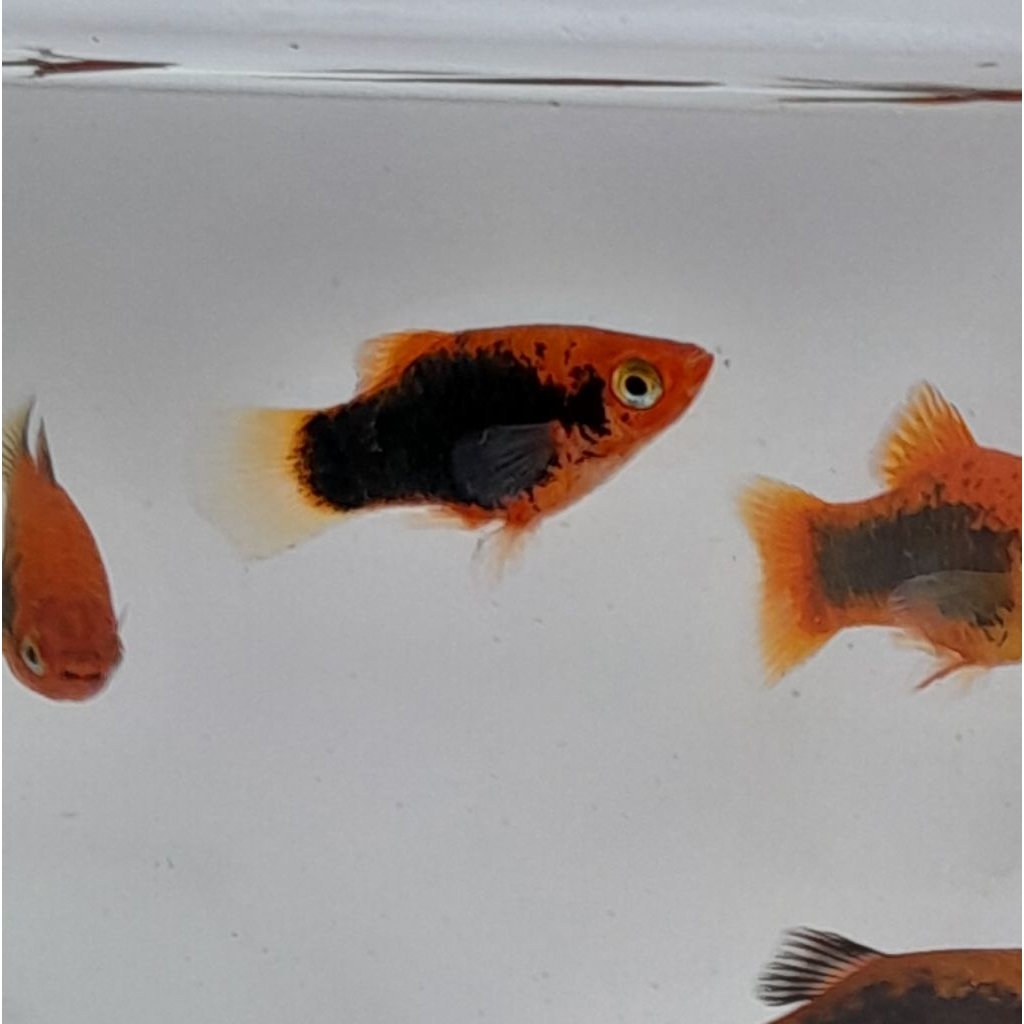 platy tuxedo red black