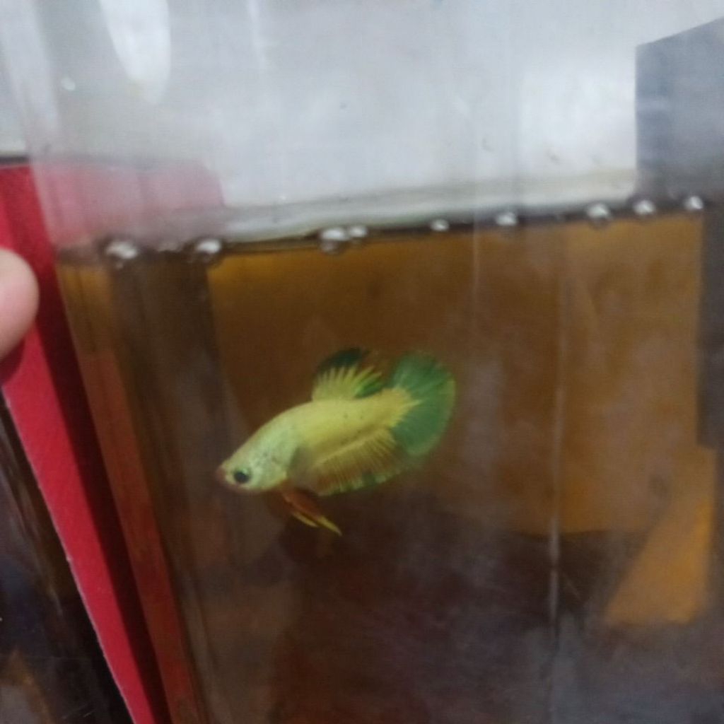 cupang plakat Flamingo