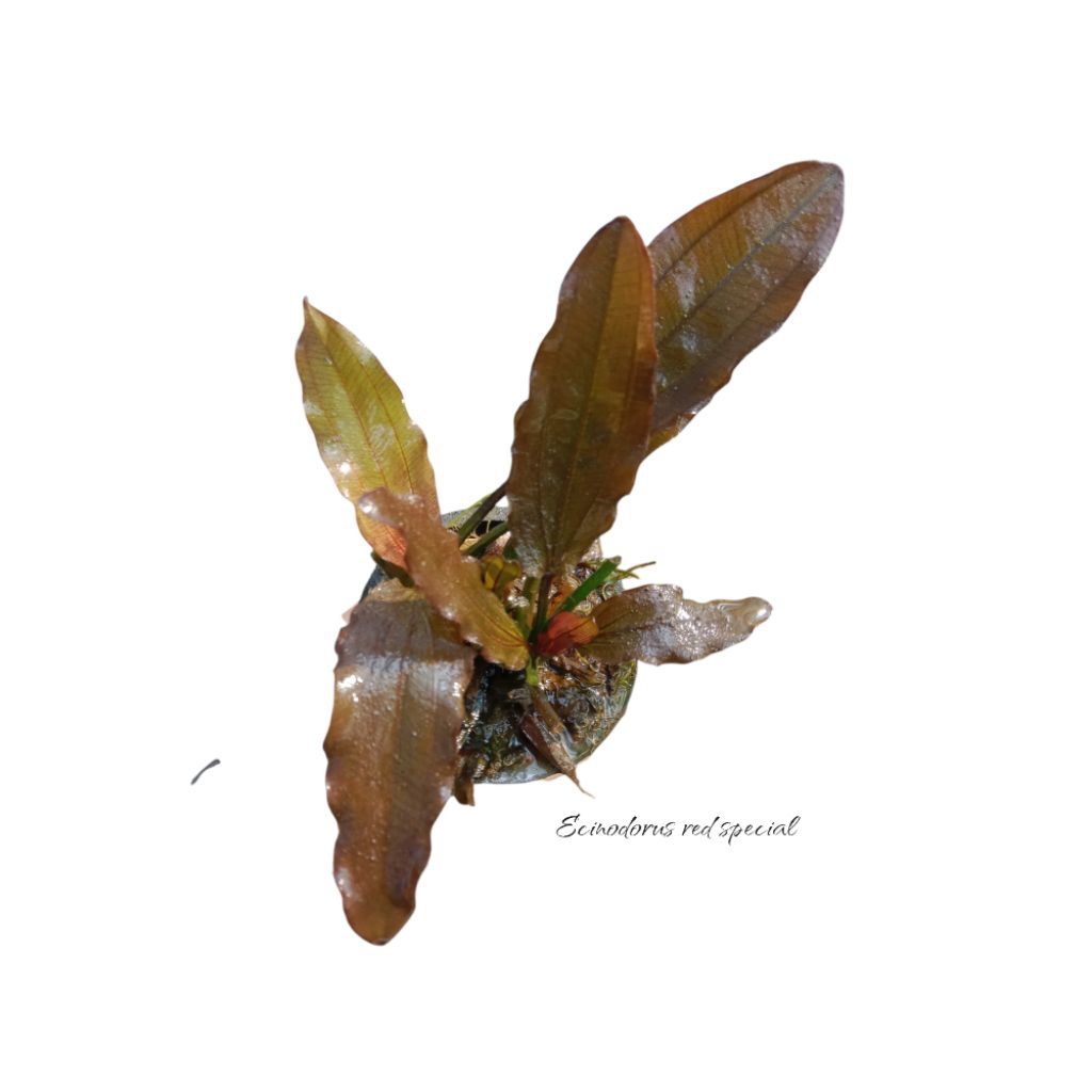 Tanaman aquascape "echinodorus red special"