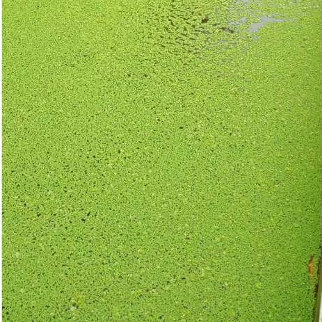 AZOLLA MICROPHYLLA PAKAN TERNAK