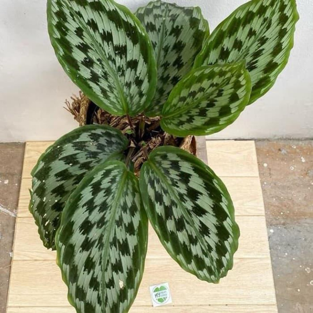 Tanaman Hias Calathea Ekor Merak / Tanaman Calathea Merak / Calathea Merak