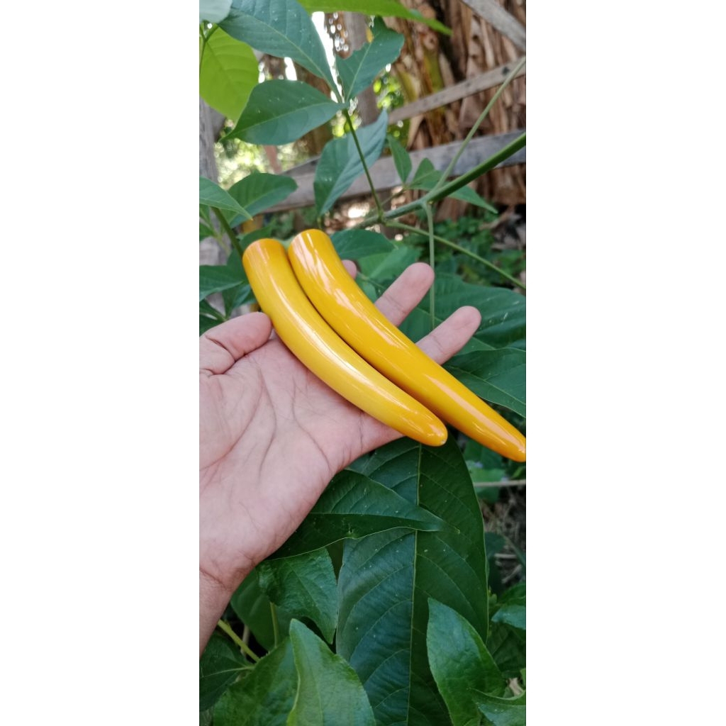 PIPA ONCE SERBUK GG MOTIF BULAT LENGKUNG LUBANG MULTI SUPERRR