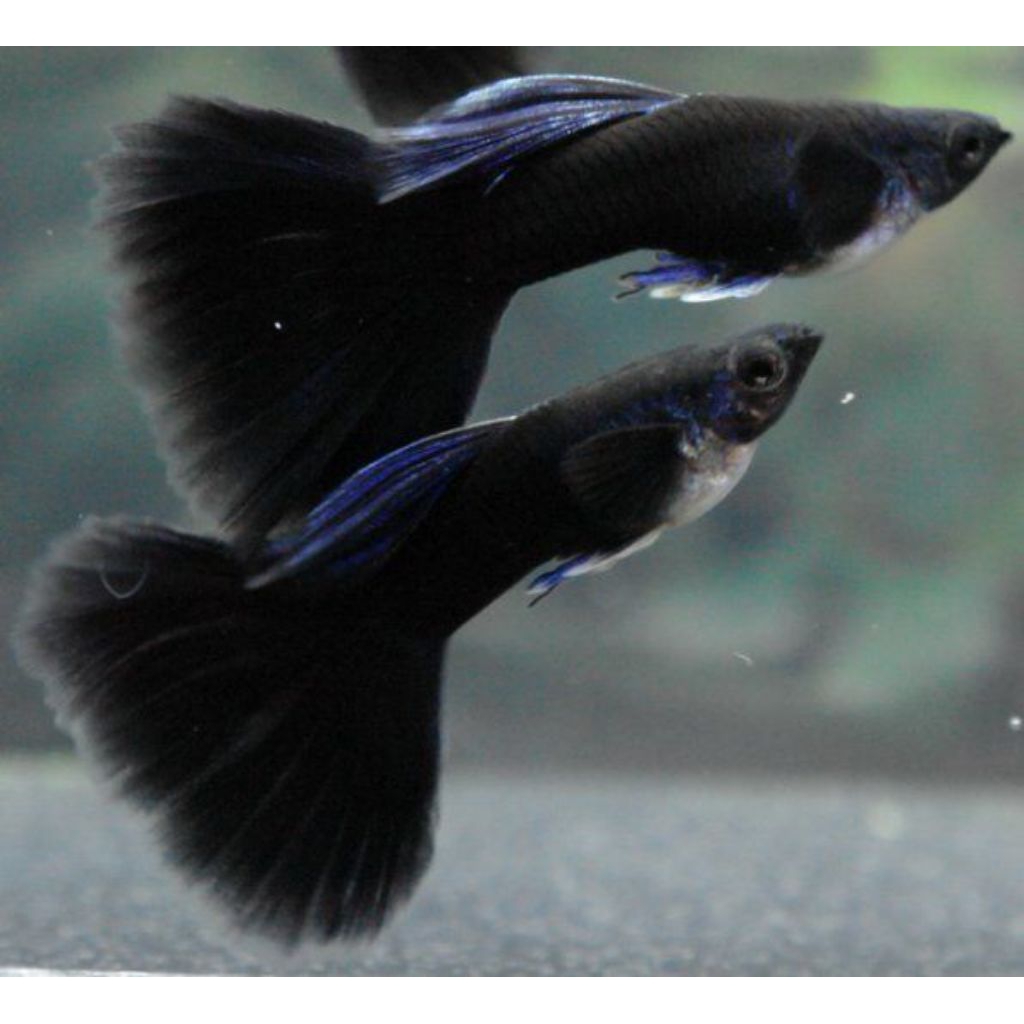 guppy black moscow grade A