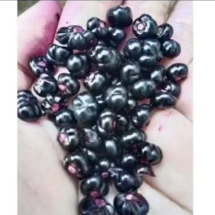 

Buah angkung segar 50 biji fres. dan segar. organik, binahong termurah